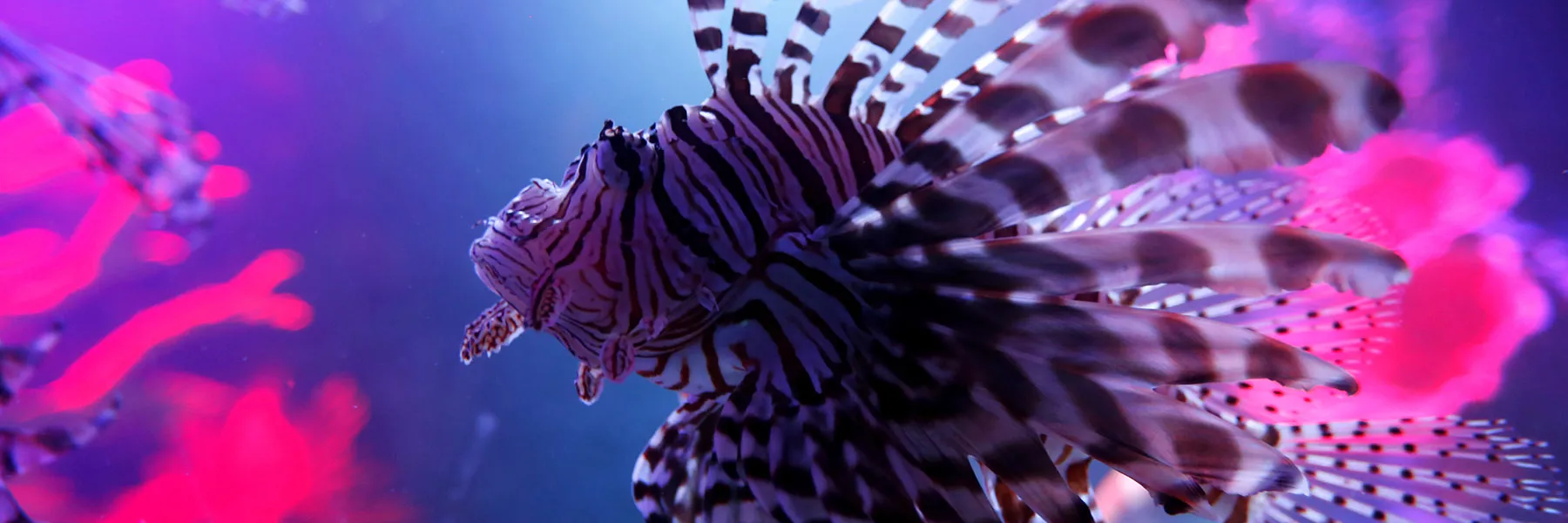 Lionfish at SEA LIFE San Antonio