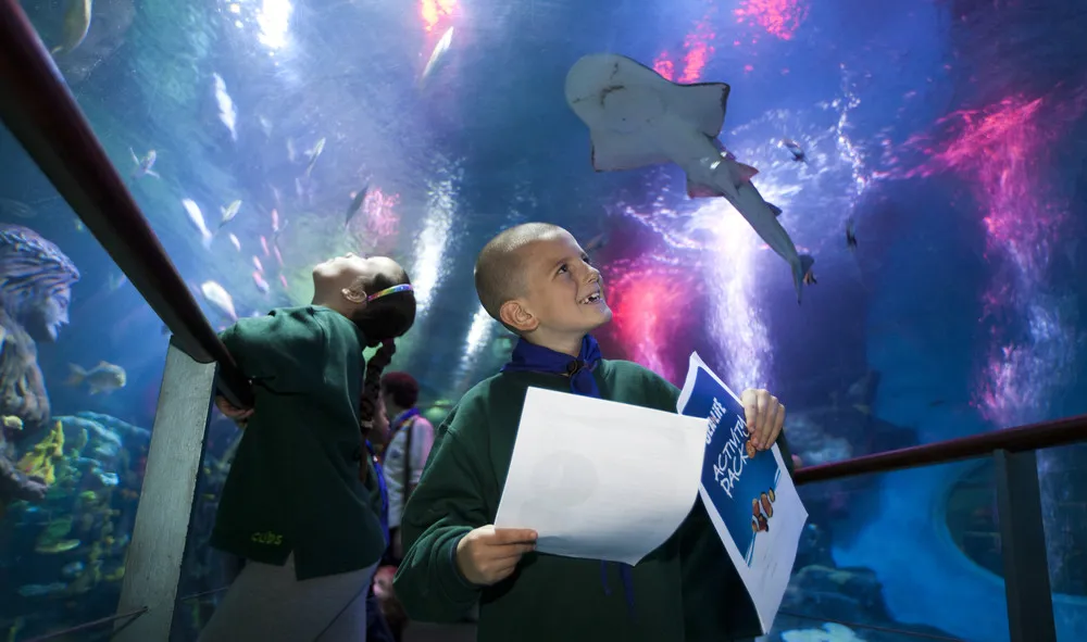 Sealife Schools Programs Activitypacks | SEA LIFE Aquarium