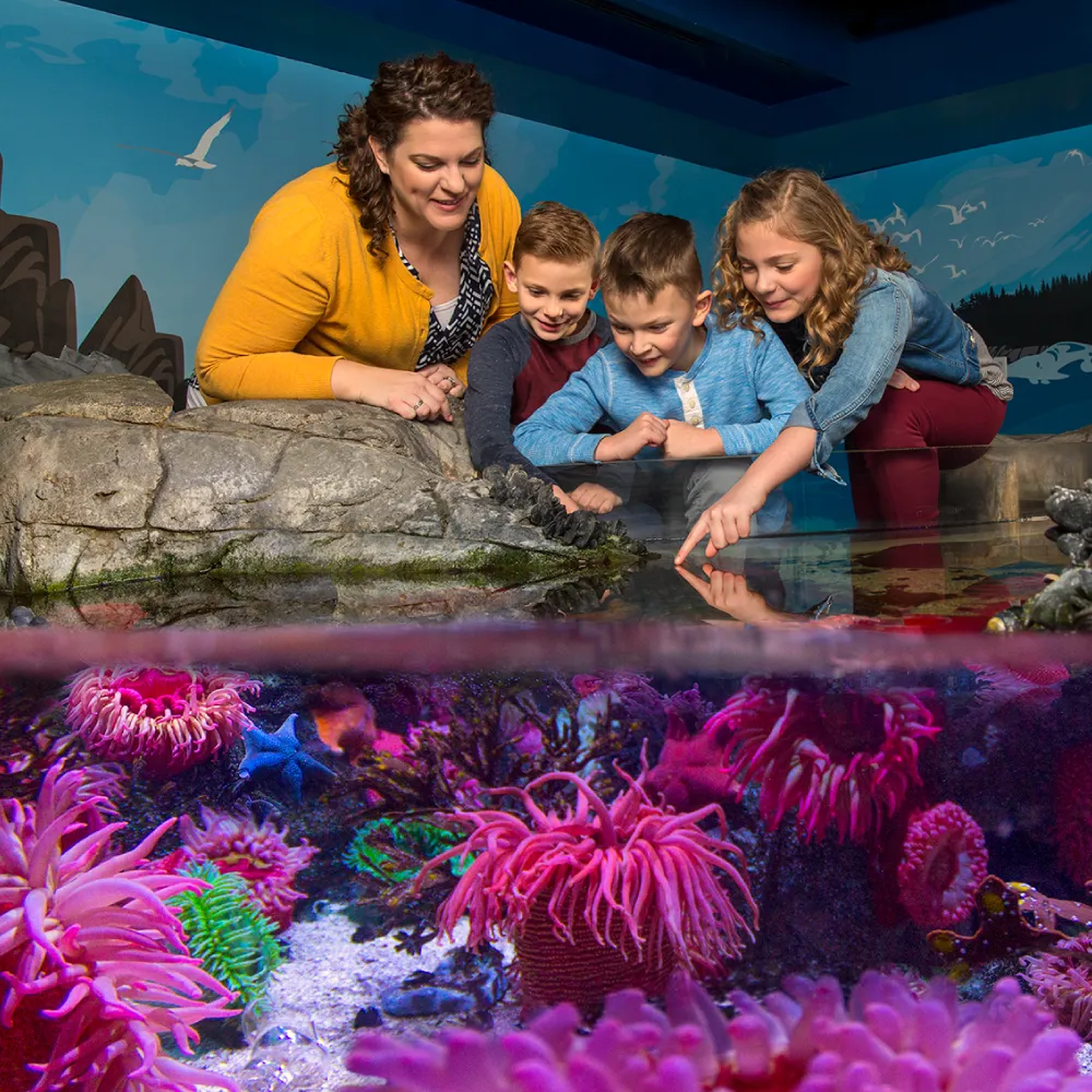 Touchpool | SEA LIFE Aquarium