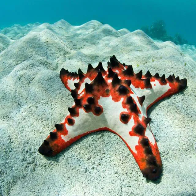 Sea Star | SEA LIFE Aquarium