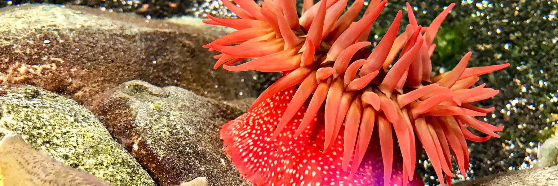 Anemone at SEA LIFE San Antonio