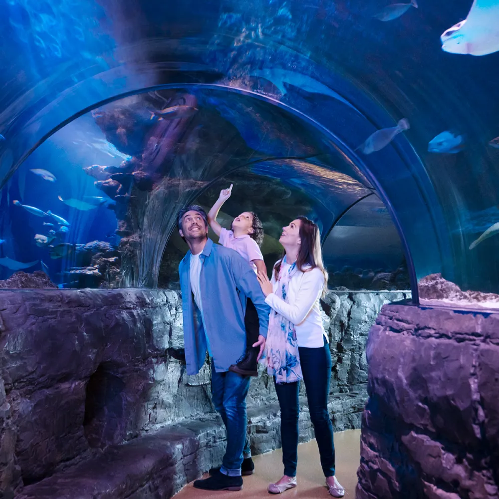 Ocean Tunnel | SEA LIFE Aquarium