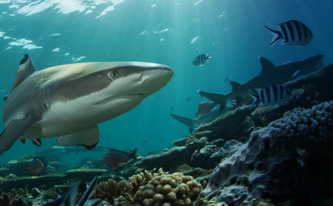 Black Tip Shark | SEA LIFE Aquarium