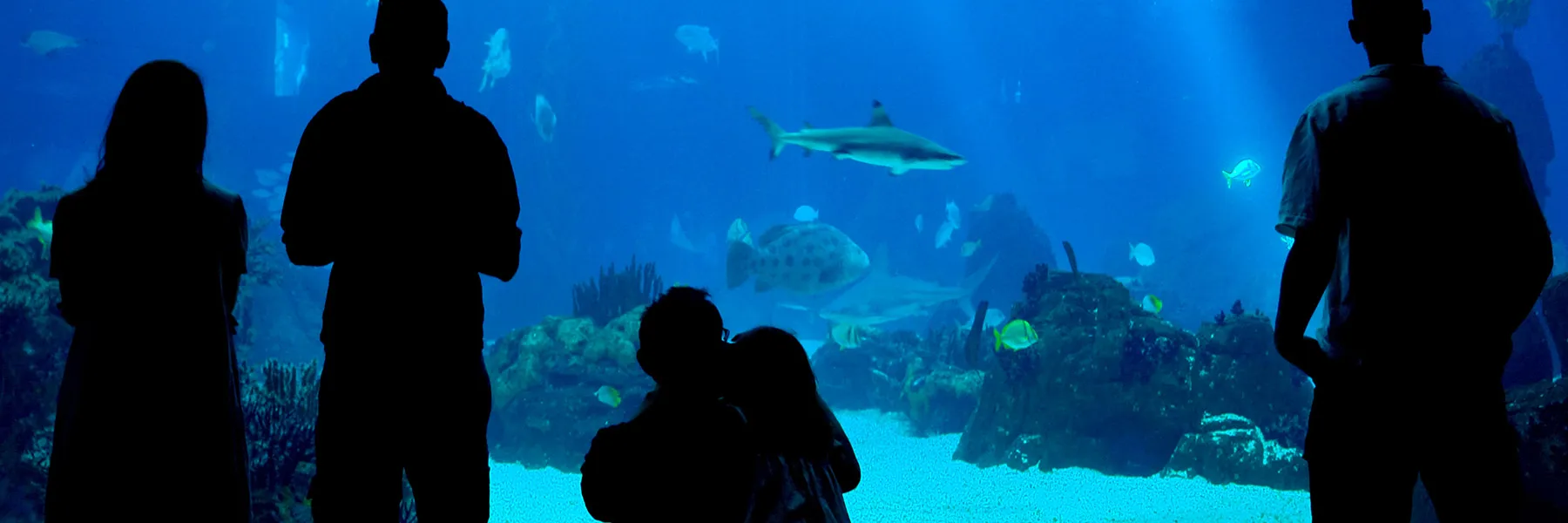 Ocean Tunnel at SEA LIFE San Antonio