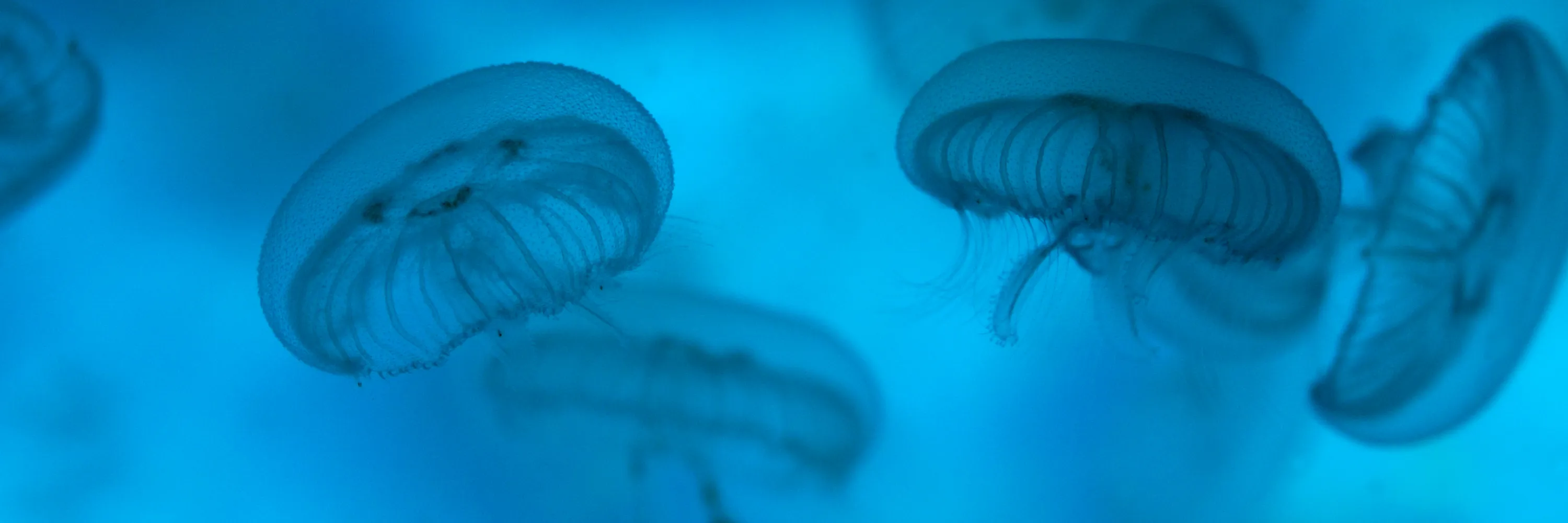 Jellies at SEA LIFE San Antonio