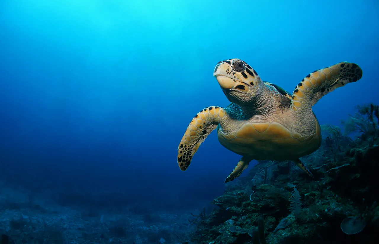 Turtle | SEA LIFE Aquarium